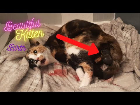 Cat Giving Birth 2022 | Kittens Being Born 2022 | Cat Giving Birth to kittens 2022 | Cat Birth 2022
