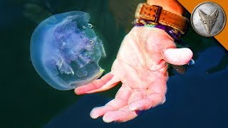 Jellyfish Challenge!