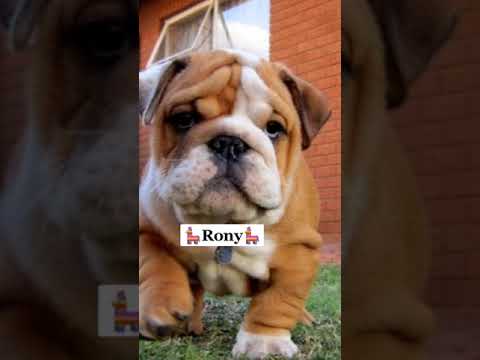 Nombres Para Perros Machos