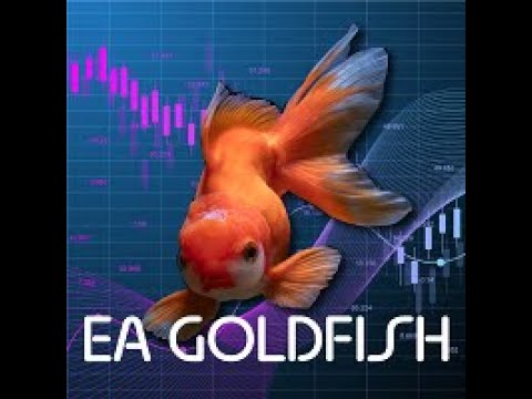 Video EA Goldfish