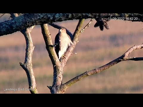 Cooper's Hawks Basks In The Sunlight While Perched Near Savannah Nest – Nov. 29, 2022