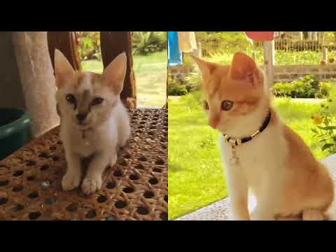 Sandra and Tiara (S & T Original) #cat #sandraandtiarajenny #simba  #hannah #bytiarajenny