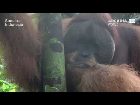 ArcadiaTV World (Sverige, Norge, Danmark, Suomi - english)