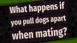 What happens if you pull dogs apart when mating?