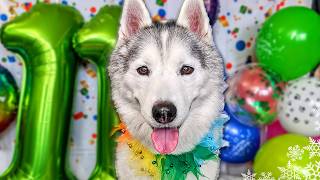 Happy Birthday Memphis The Husky 🎂 11 Years Old!