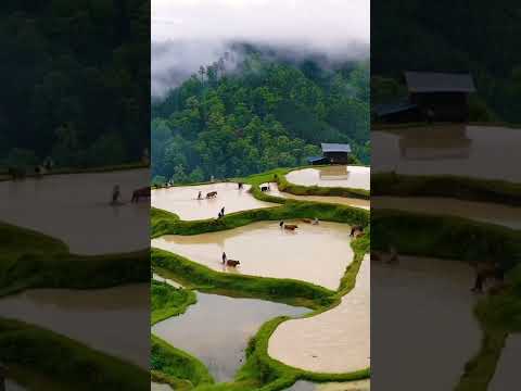 Farmer Cultivate in the Field #nature #cultivation #hashtags #youtubeshort