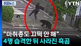 "마취총도 끄떡 안 해"...4명 습격한 뒤 사라진 흑곰 / YTN