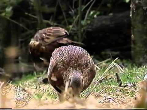 The Village (Bentley 1999)  S2 E1