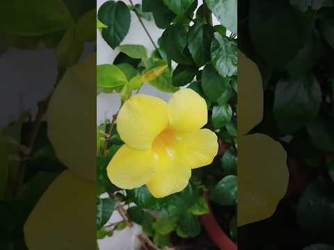 #Even in the rain🌧️ flowers find a way to bloom🌼🌧️🌼