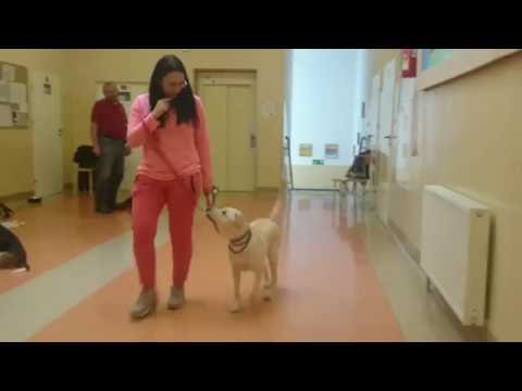 Mika - mijanie innych psów