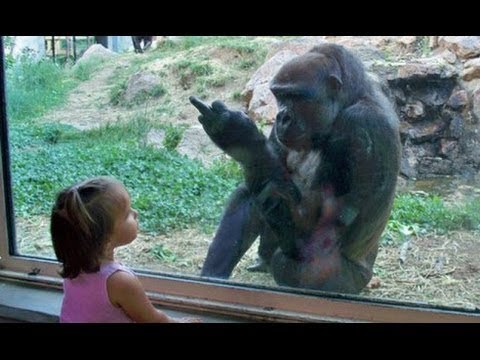 Les bébés drôles au zoo - Les enfants au zoo Nouvelle compilation