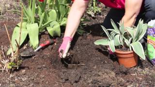 How to Transplant Tulips From Pot to Flower Bed : Grow Guru