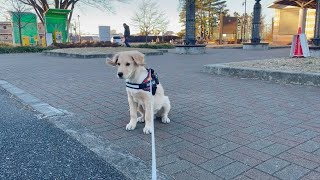 【Verification】 Which does the Golden Retriever Puppy like nature or human?
