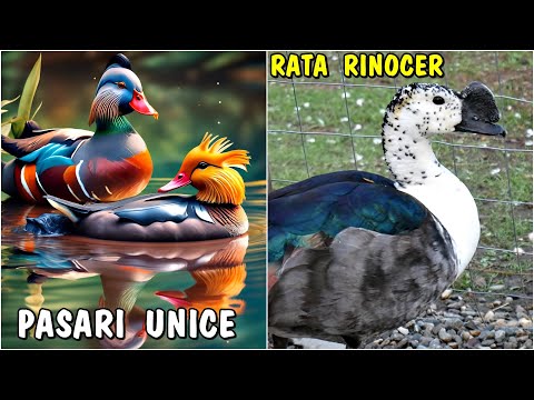 Country Life - Unique Ducks in Romania from a Breeder in Brașov County - SUPER FARMHOUSE