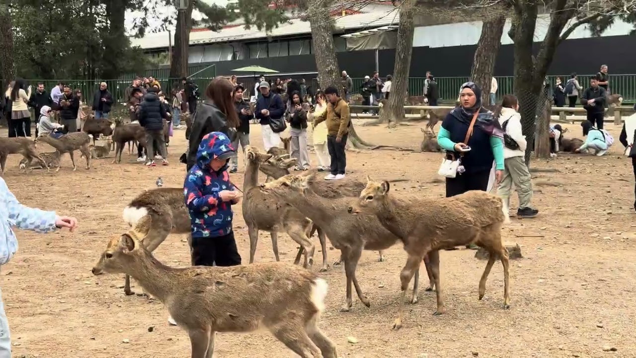 外国人観光客で賑わう奈良公園🫎