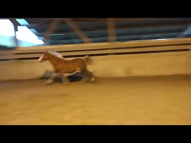 Jument de sport PFS par Champagne d'Arcus X Don Juan 