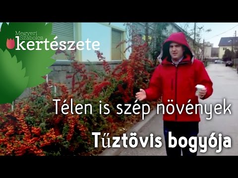 Télen is szép növények - Tűztövis bogyója - Pyracantha coccinea