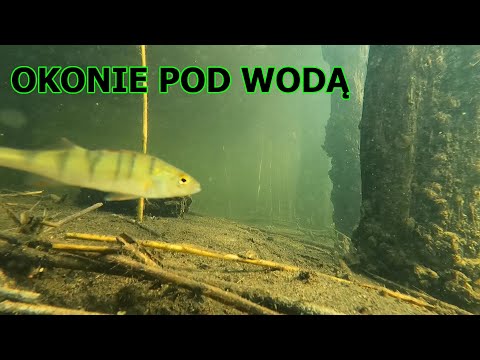 Relaxing underwater world ... Perch and Roach under water :)