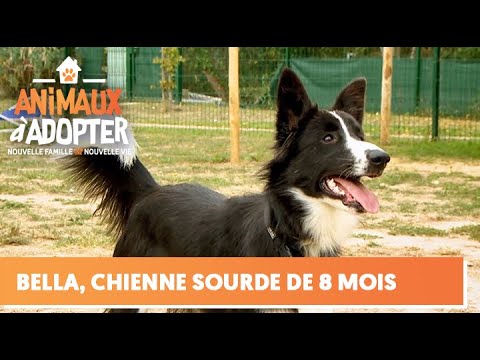 Une nouvelle vie pour Bella, une adorable chienne sourde - Animaux à Adopter
