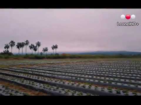PLANTACIÓN DE FRUTILLA EN ING. LULES TUCUMÁN 