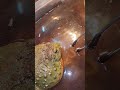 Feeding A Pixie Frog