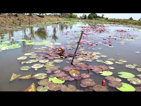 บัว วันวิสาฆ์ของแท้ต้องสดและลวดลายชัดเจน