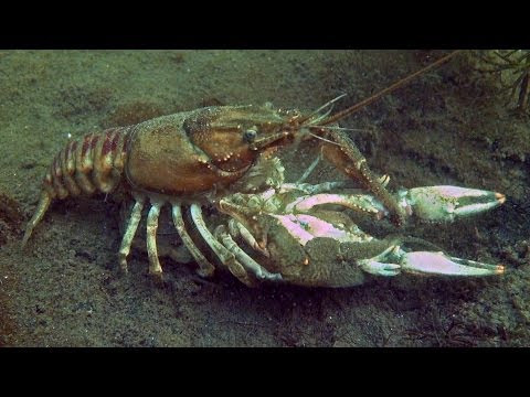 Tauchen im Glienicker See (2), Großer Glienicker See,Berlin,Deutschland