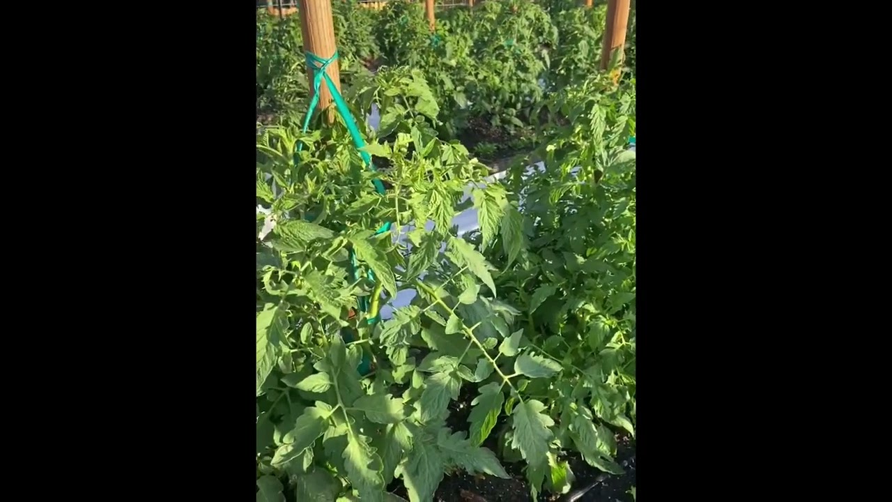 Is 40 degrees bad for tomato plants? Life Set Go