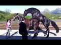 Horse Sex Animal