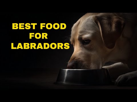 Best Dog Food For Labrador Retrievers