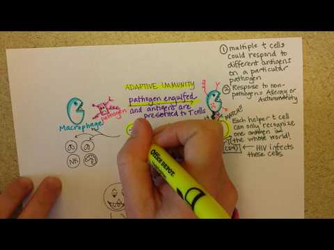 Adaptive Immunity, Part 1