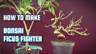 Download lagu Bonsai Ficus Microcarpa Fighter @therisingofroninbonsai mp3