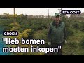 Kerstbomenkweker Jan loopt 40.000 euro mis door droogte | RTV Oost