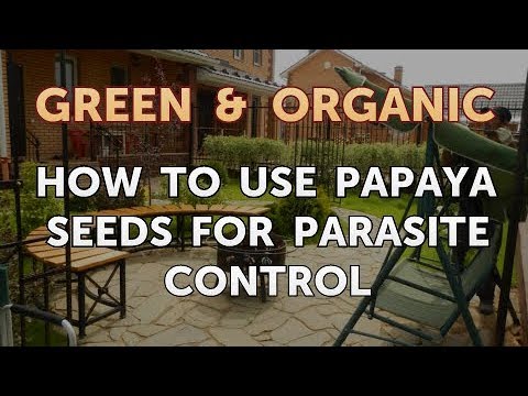 How to Use Papaya Seeds for Parasite Control