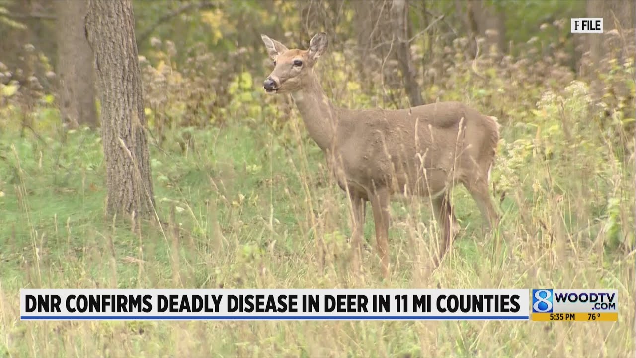 DNR confirms deadly disease in deer in 11 counties