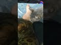 Grey Torbie Cat Suddenly Slapped Bengal Cat Shorts