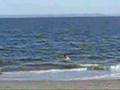 Lifeguard