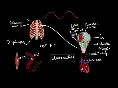 The regulation of respiration | Breathing and exchange of gases | Biology | Khan Academy