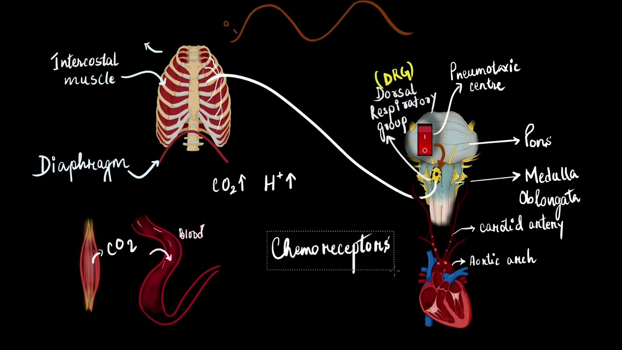 The regulation of respiration | Breathing and exchange of gases | Biology | Khan Academy
