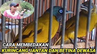 Download lagu Perbedaan kutilang sutra jantan dan.betina dewasa ll Cara membedakan kurincang jantan dan betina mp3