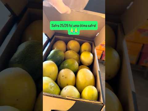 A excelente safra 25/26 de maracujá terminando em Santa Catarina. #maracuja #maracujá #fruticultura