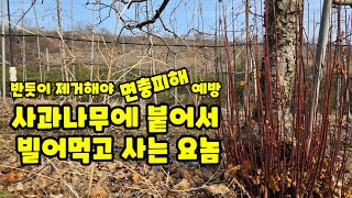 사과나무 관리 사과나무에 붙어사는 흡지 꼭 제거해야 면충피해 예방 가을농원 아오리 사과나무 이중대나무[사과재…