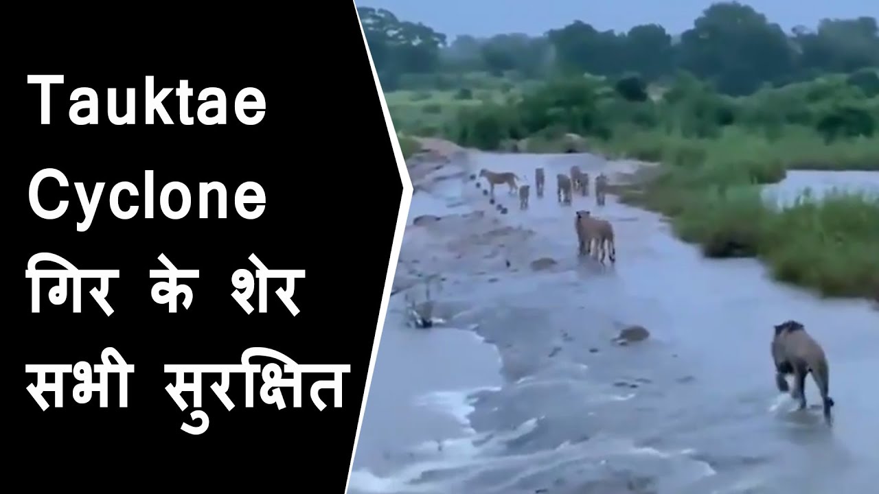 VIRAL : Cyclone tauktae effect in gir forest | Group of lions seen returning in forest after cyclone