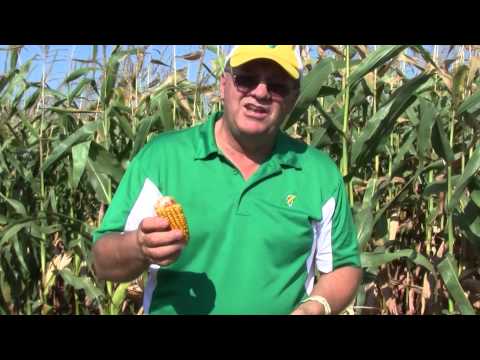 download lagu mp3 mp4 What Is Field Corn Used For, download lagu What Is Field Corn Used For gratis, unduh video klip What Is Field Corn Used For