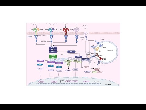 Toll-Like Receptor Signaling Pathways, A Key to Innate Immunity