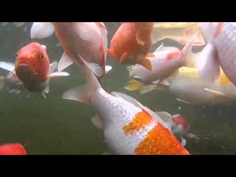 水中的魚