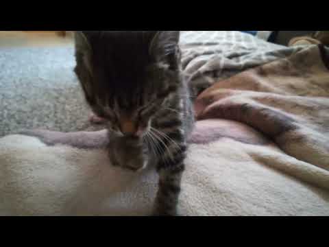 ALISA CATLIFE. KITTEN ALISA.АЛИСА УМНАЯ КИСА🐈😻