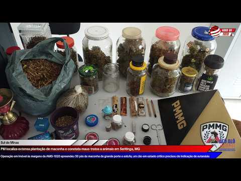 PM localiza extensa plantação de maconha e constata maus-tratos a animais em Seritinga, MG