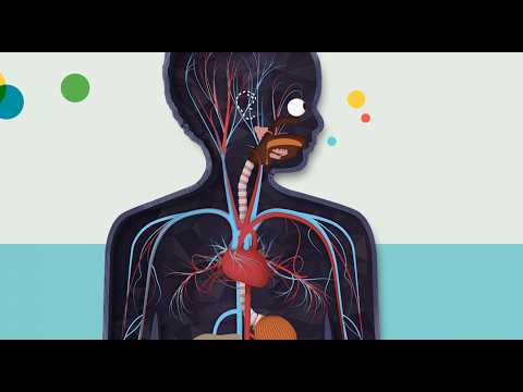 The Human Body by Tinybop video thumbnail