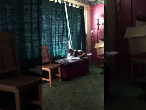 Cavalier King Charles spaniel howl